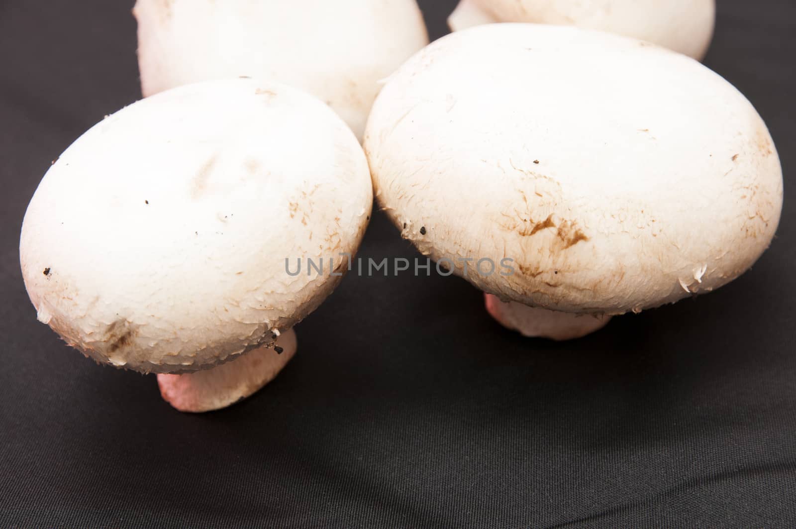 white mushrooms on a black background
