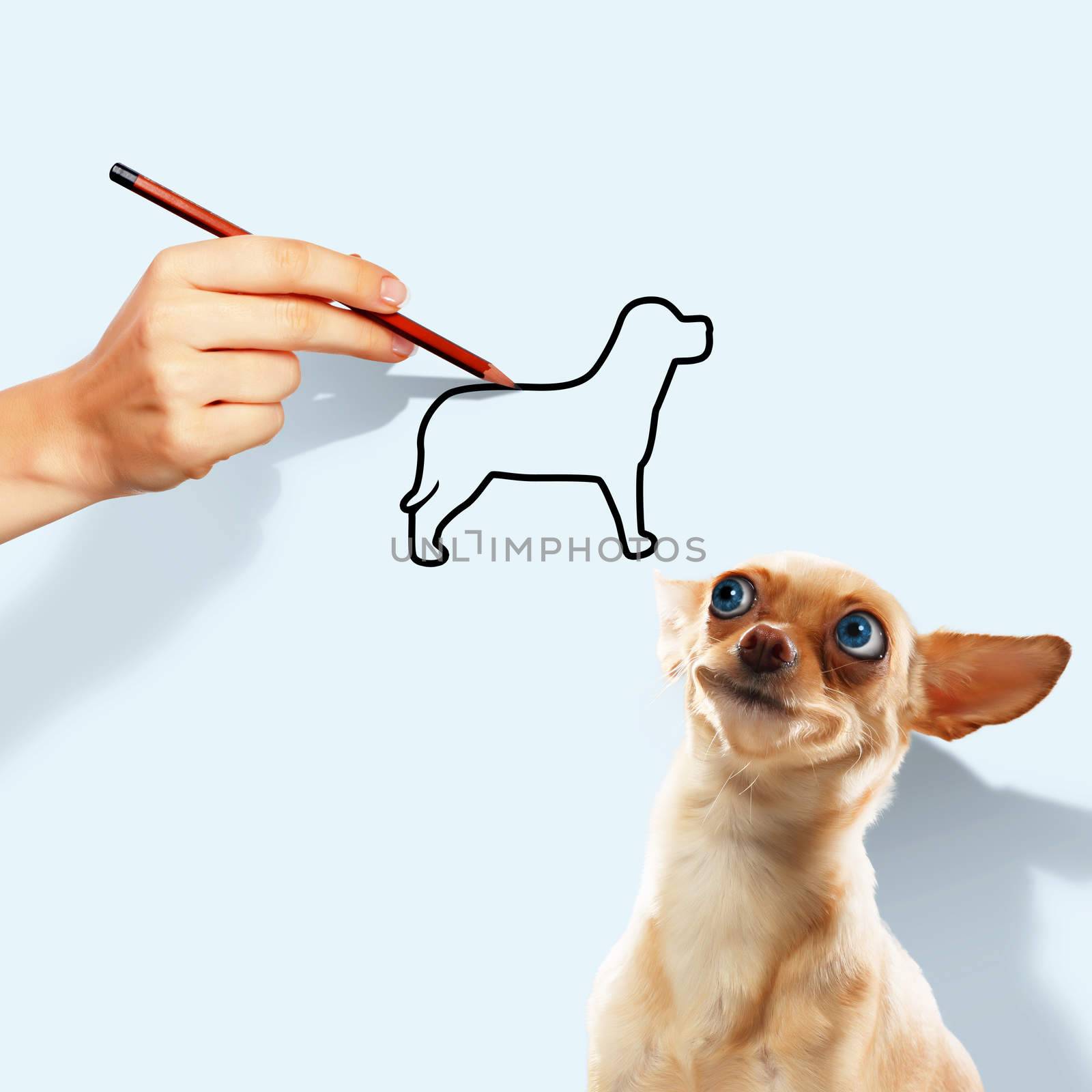 Image of little funny dog and human hand