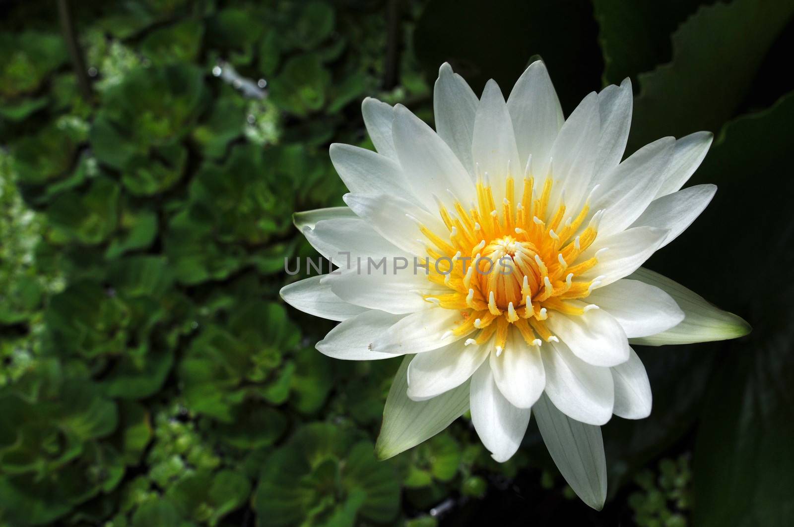 White water lily blooming in a summer pond