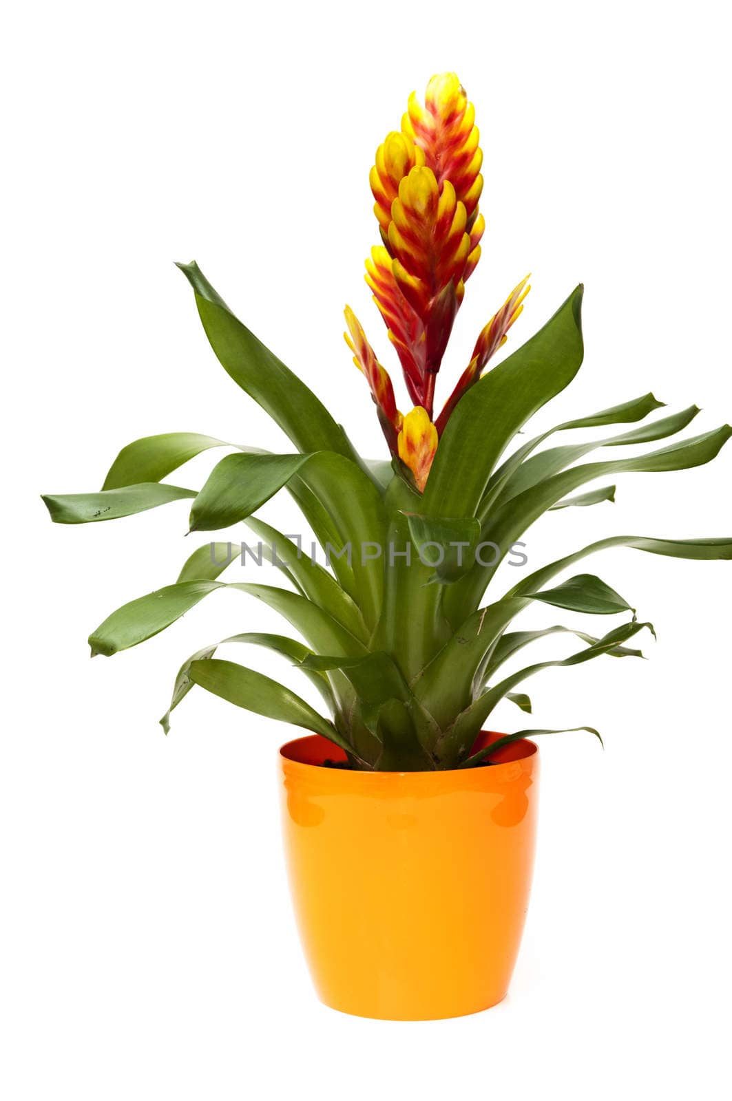 vase of orange flowers on a white background