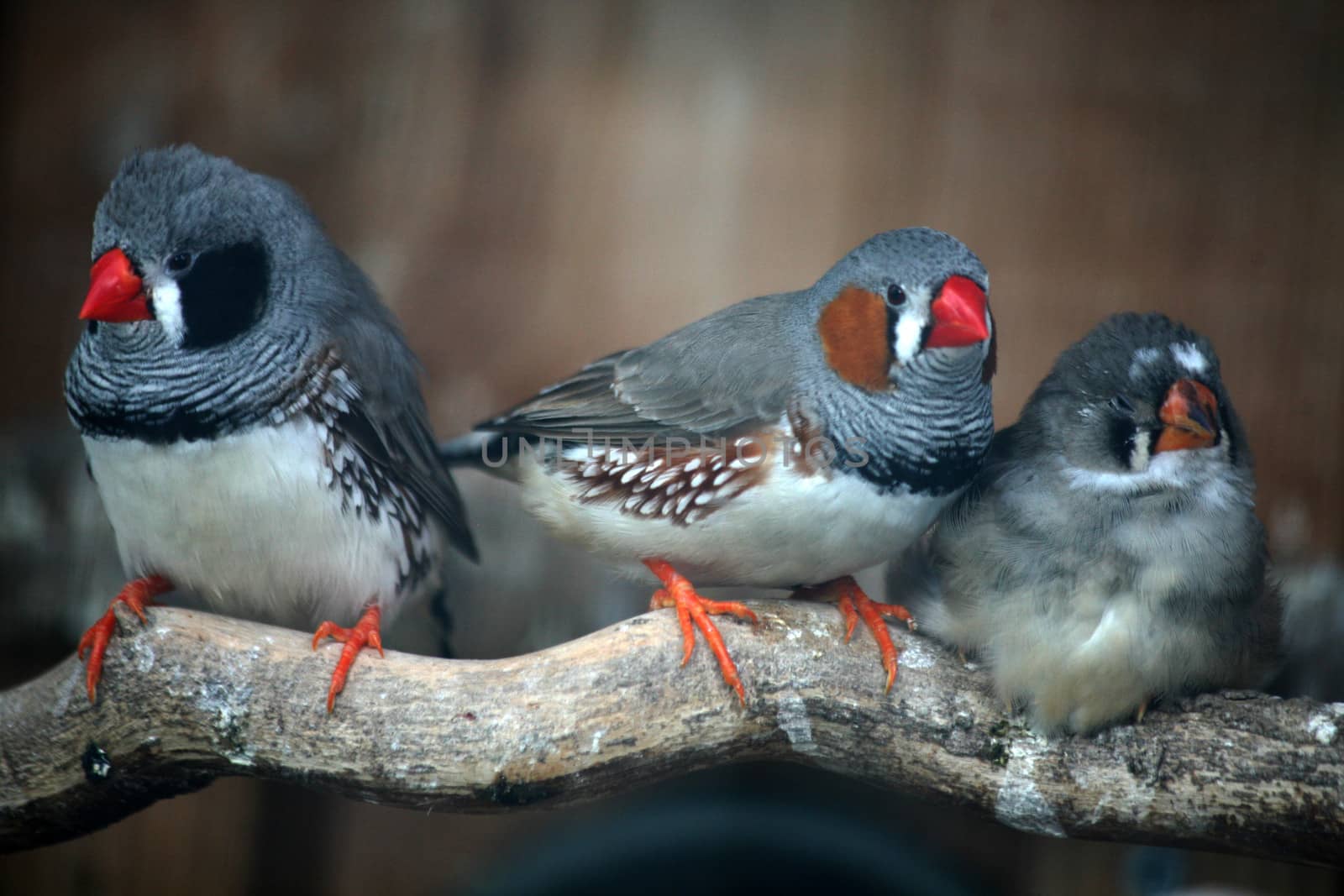 Zebra finch family: female, male, juvenile