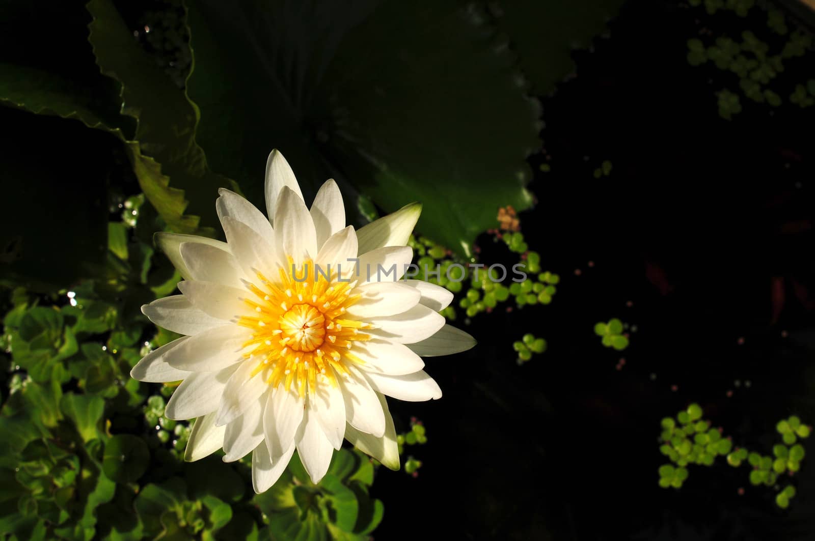 Water lily blooming in a summer pond