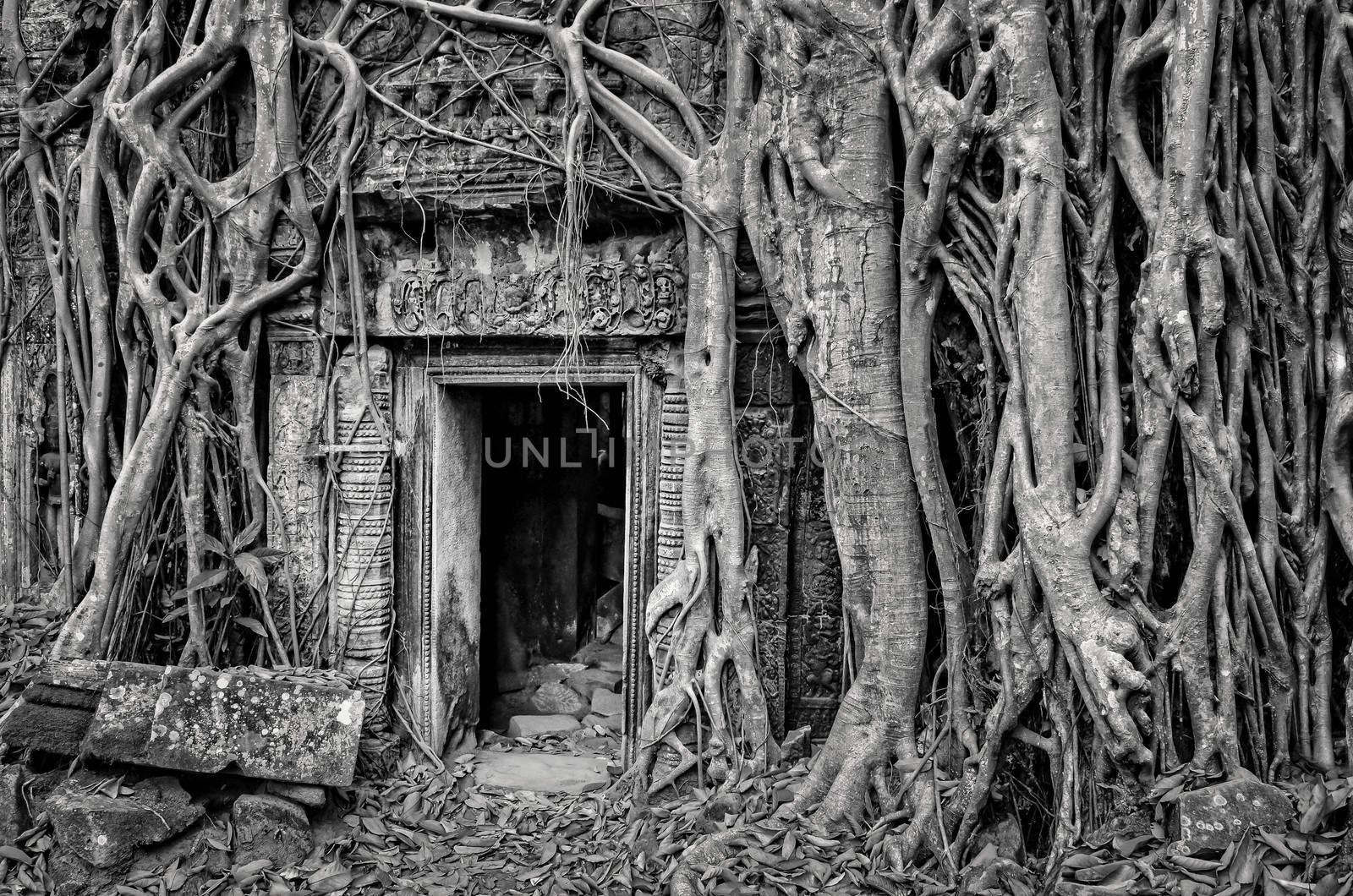 Ancient stone temple door and tree roots - monochrome vintage view, Angkor Wat, Cambodia