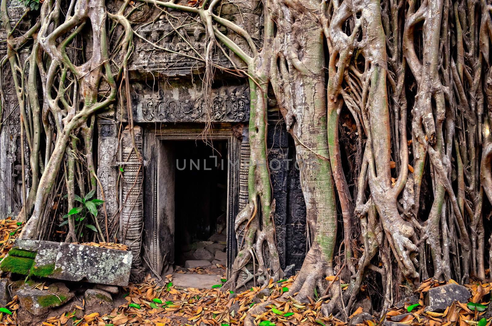 Ancient stone temple door and tree roots, Angkor Wat, Cambodia