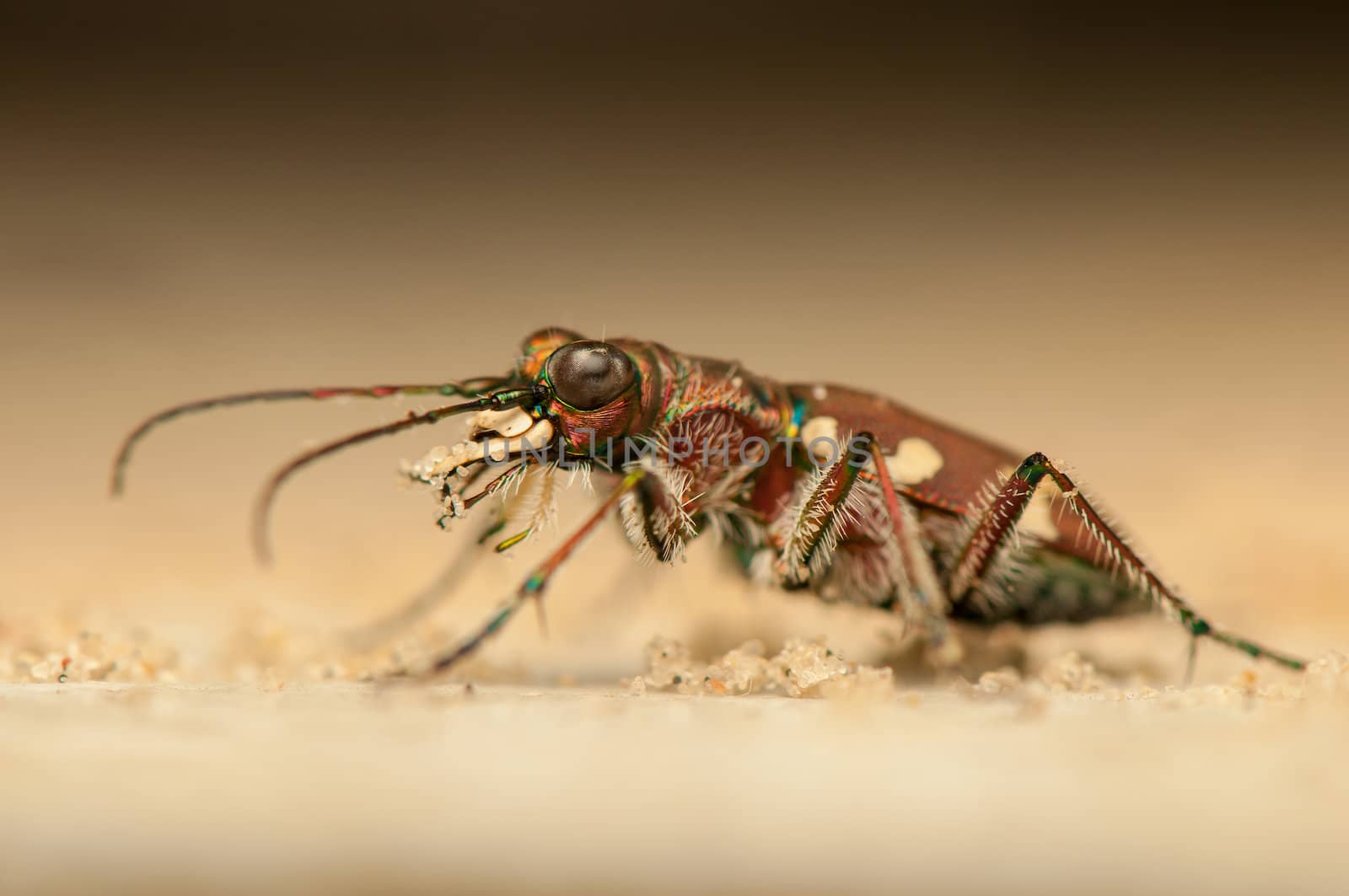 Cicindela hybrida by Gucio_55