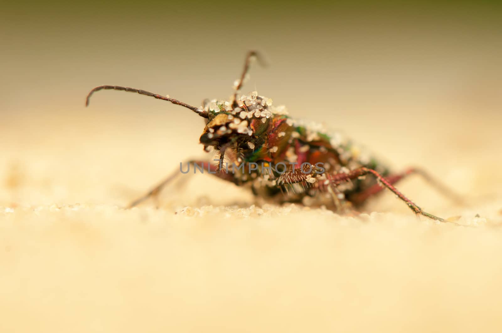 Cicindela campestris by Gucio_55