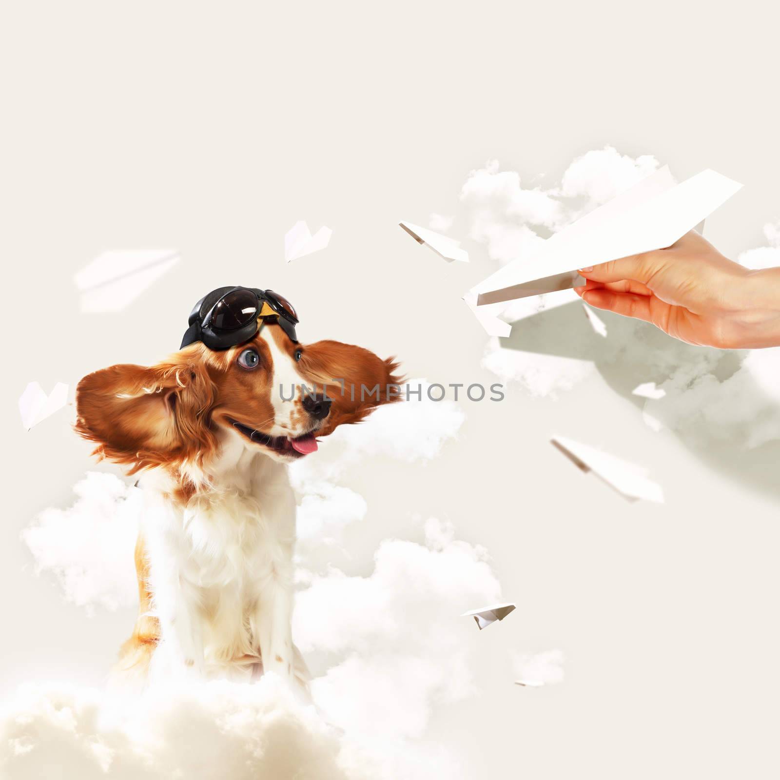 Image of funny spaniel dog in pilot helmet