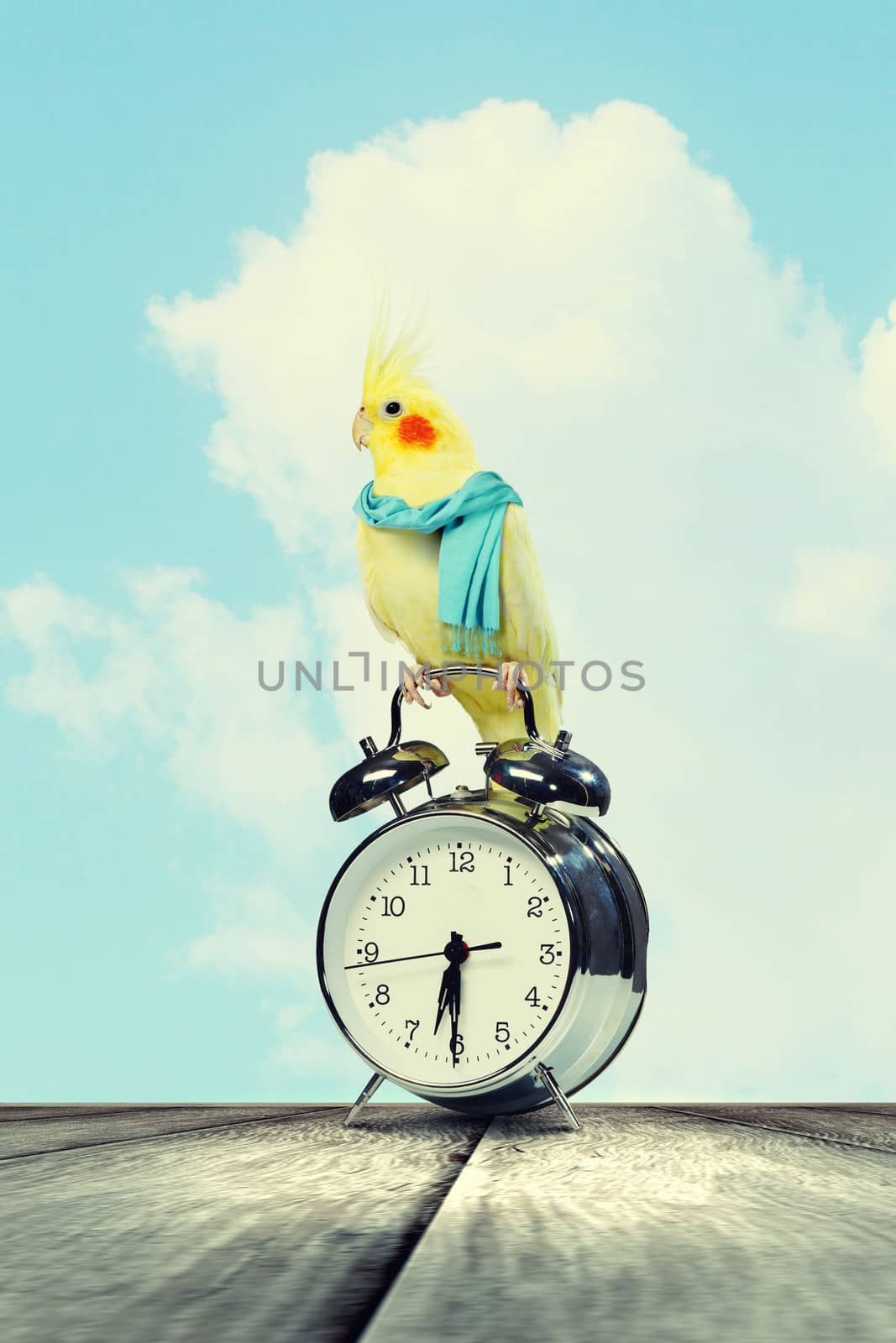 Image of yellow parrot sitting on alarm clock