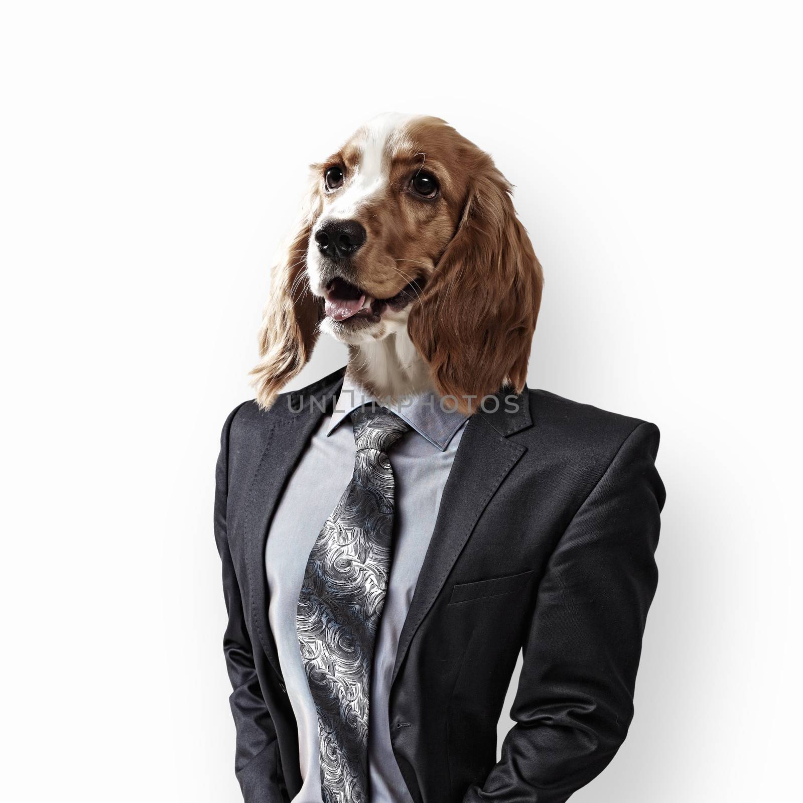 Funny portrait of a dog in a suit by sergey_nivens