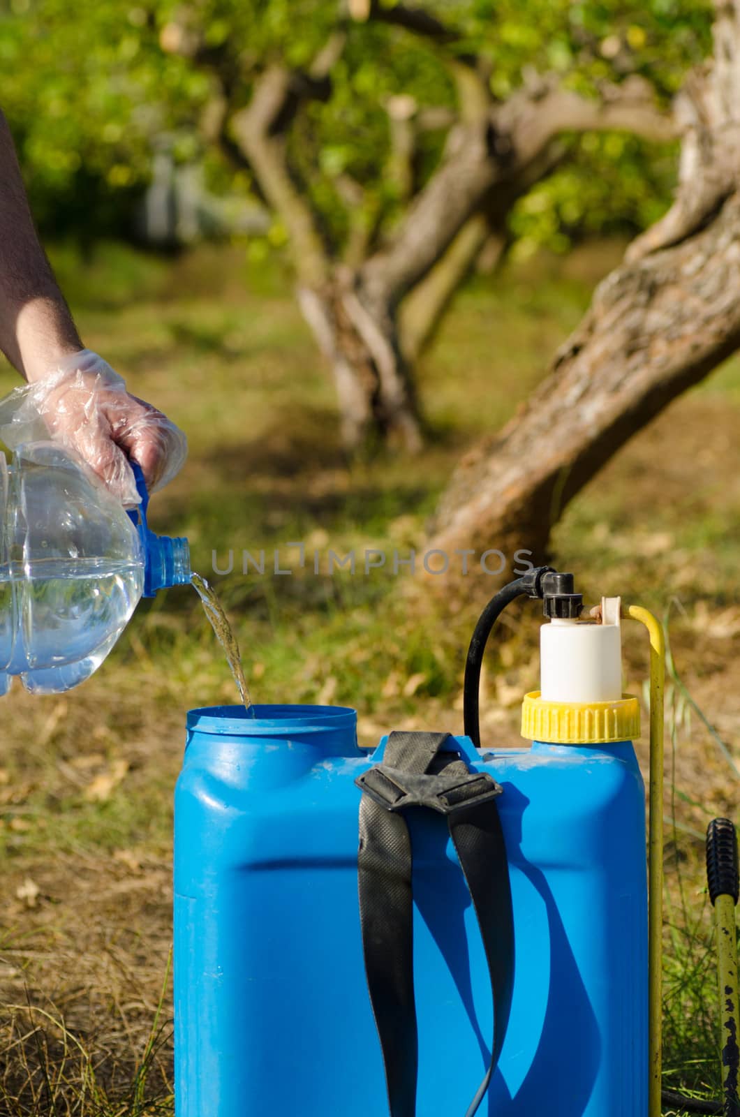 Filling a pesticide sprayer against the background of a citrus orchard