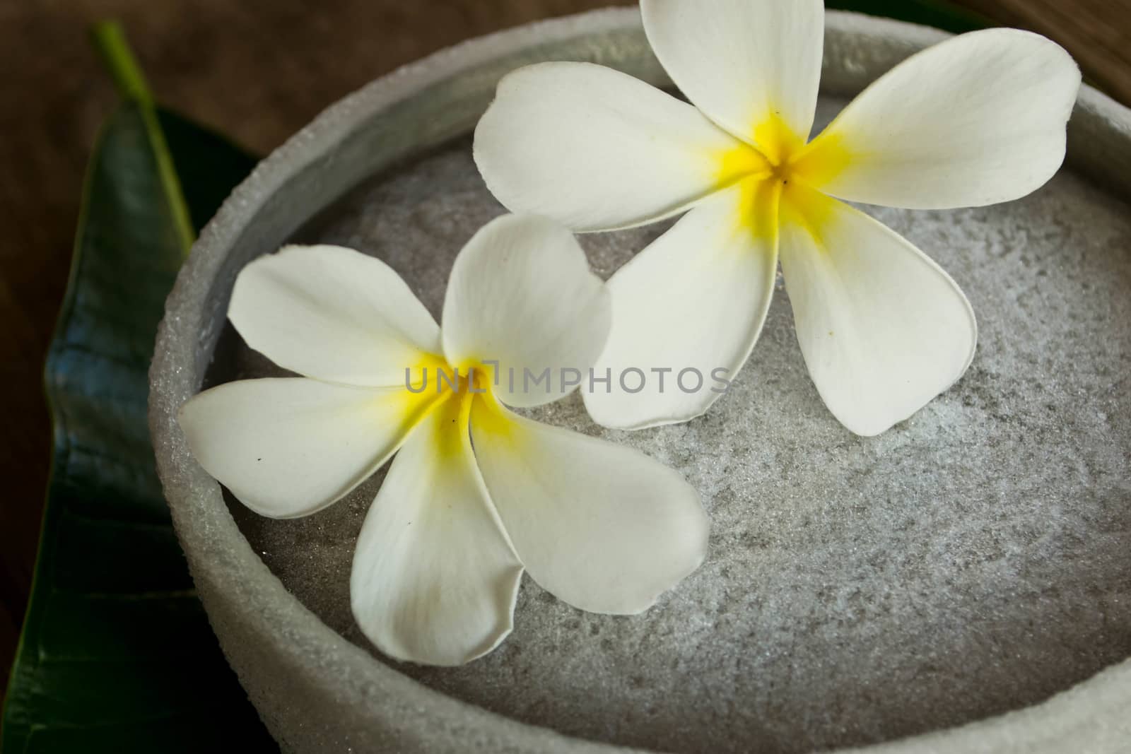 Plumeria placed on ice