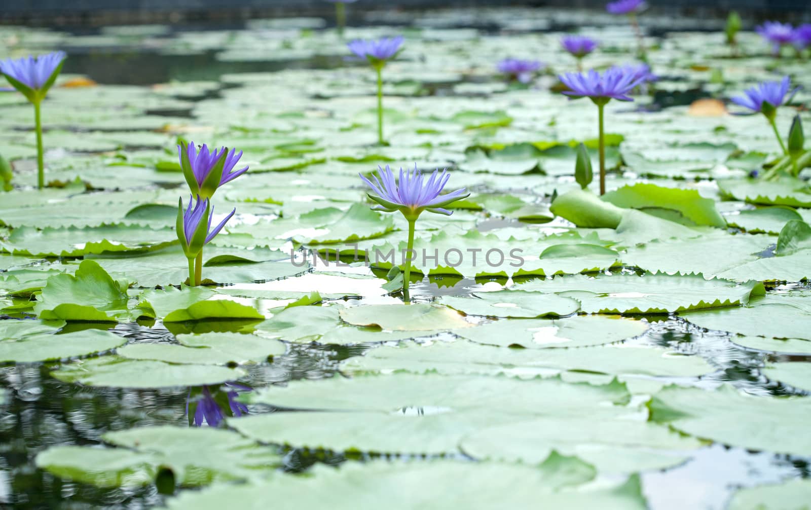 Violet Lotus blossom