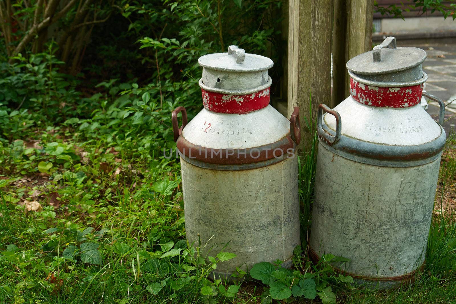 Milk organic traditional cans jugs in a dairy farm                               