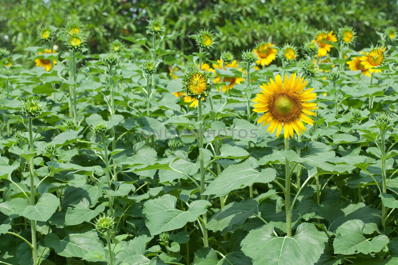 Sunflowers on plant