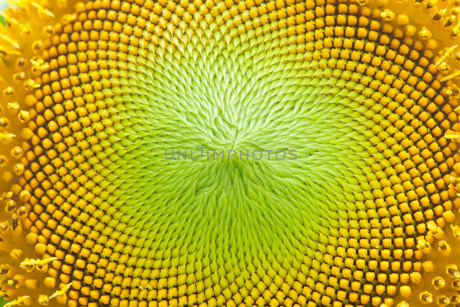 Sunflower close-up