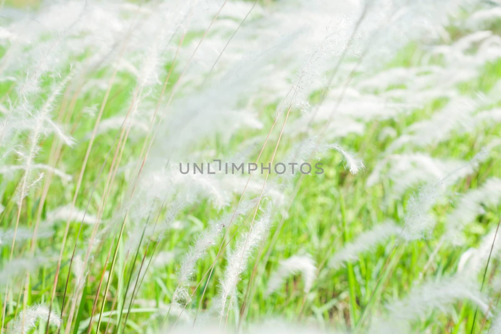Background of Field