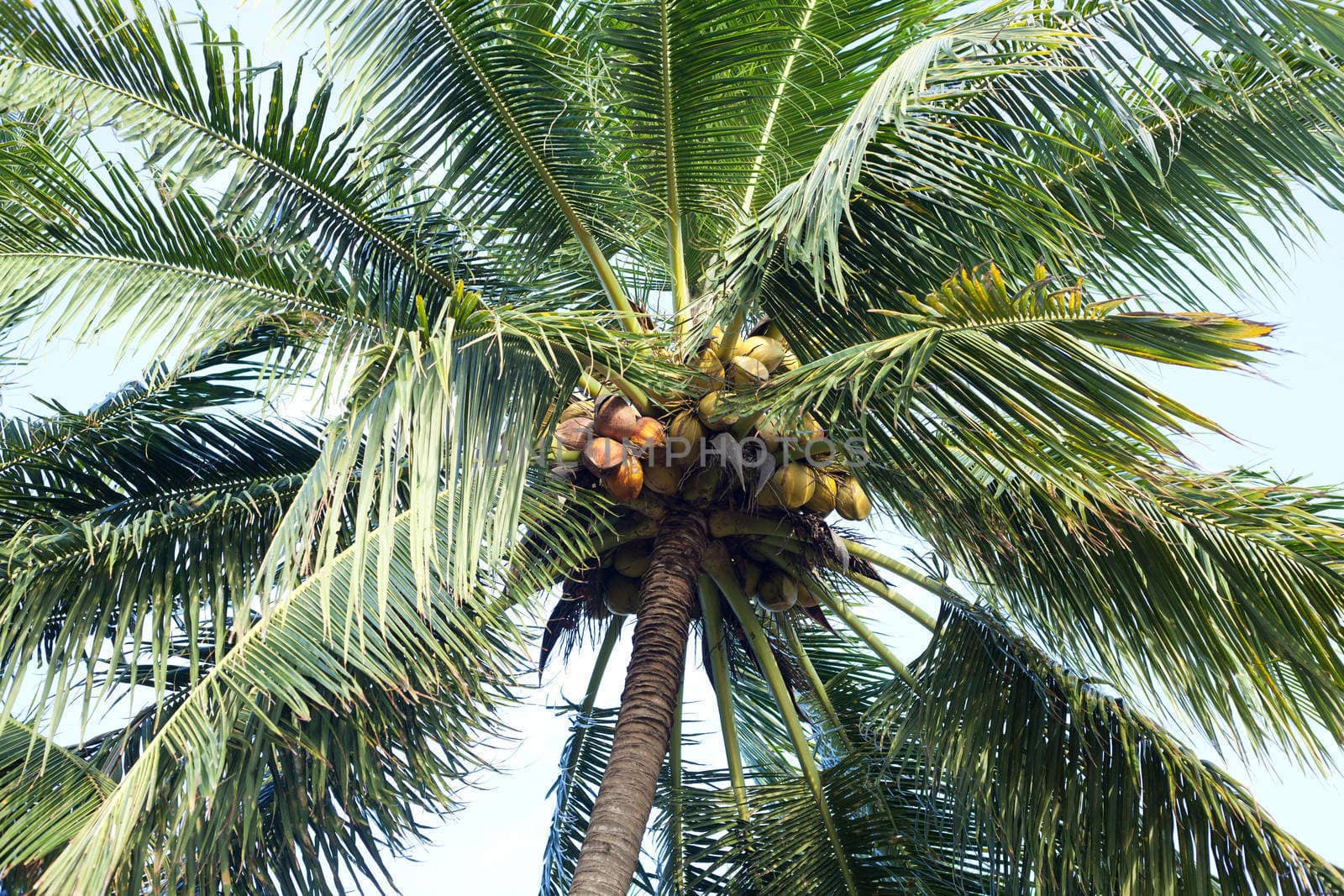Coconut tree