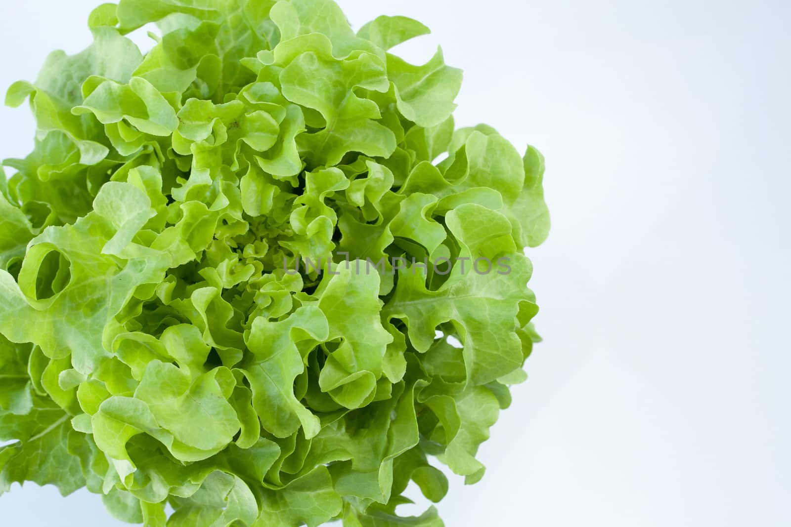 Butterhead Lettuce