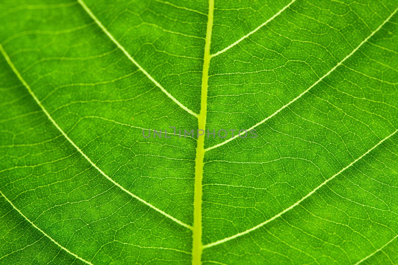 Close up of green leaf texture