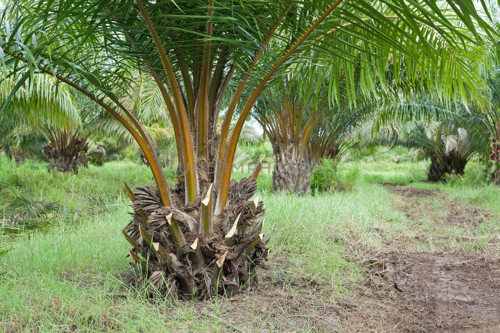 Oil Palm Plantation