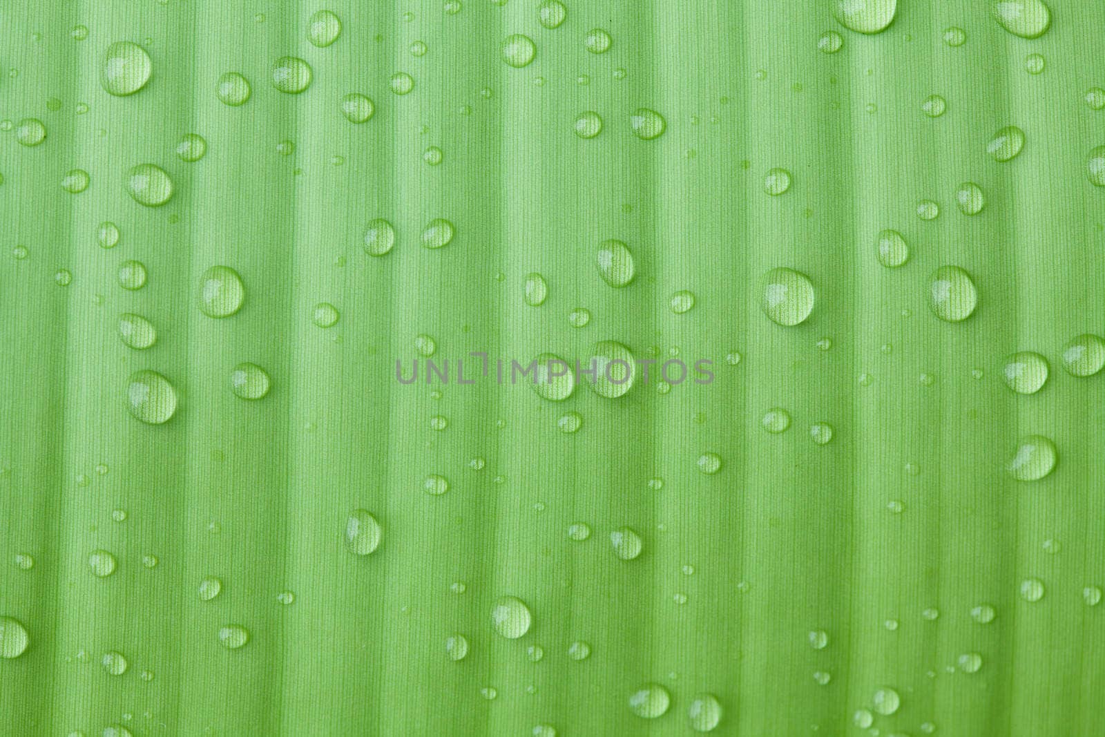 Droplets water on beautiful banana leaf