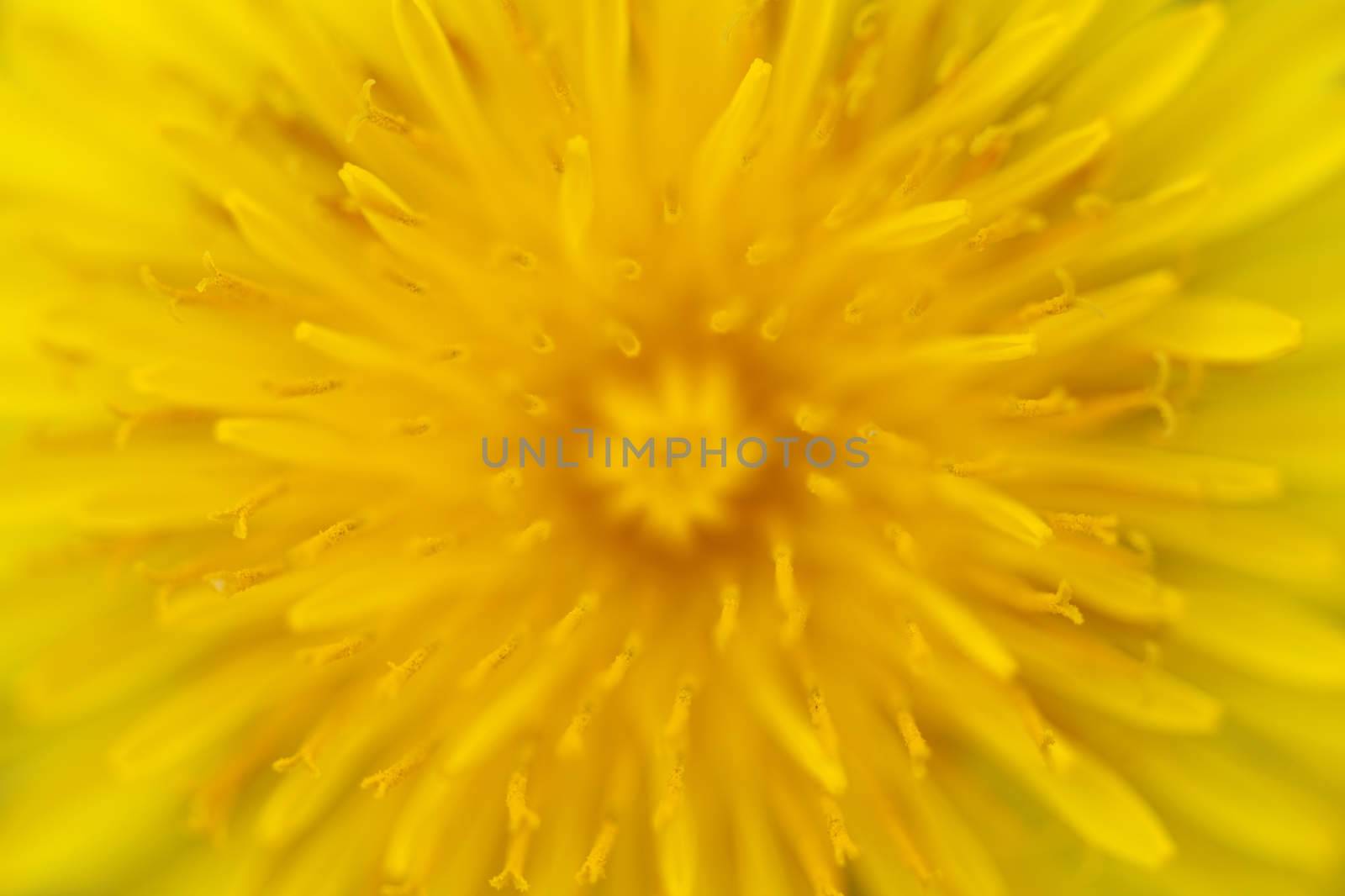 Macro shot of a Dandelion - shallow DOF