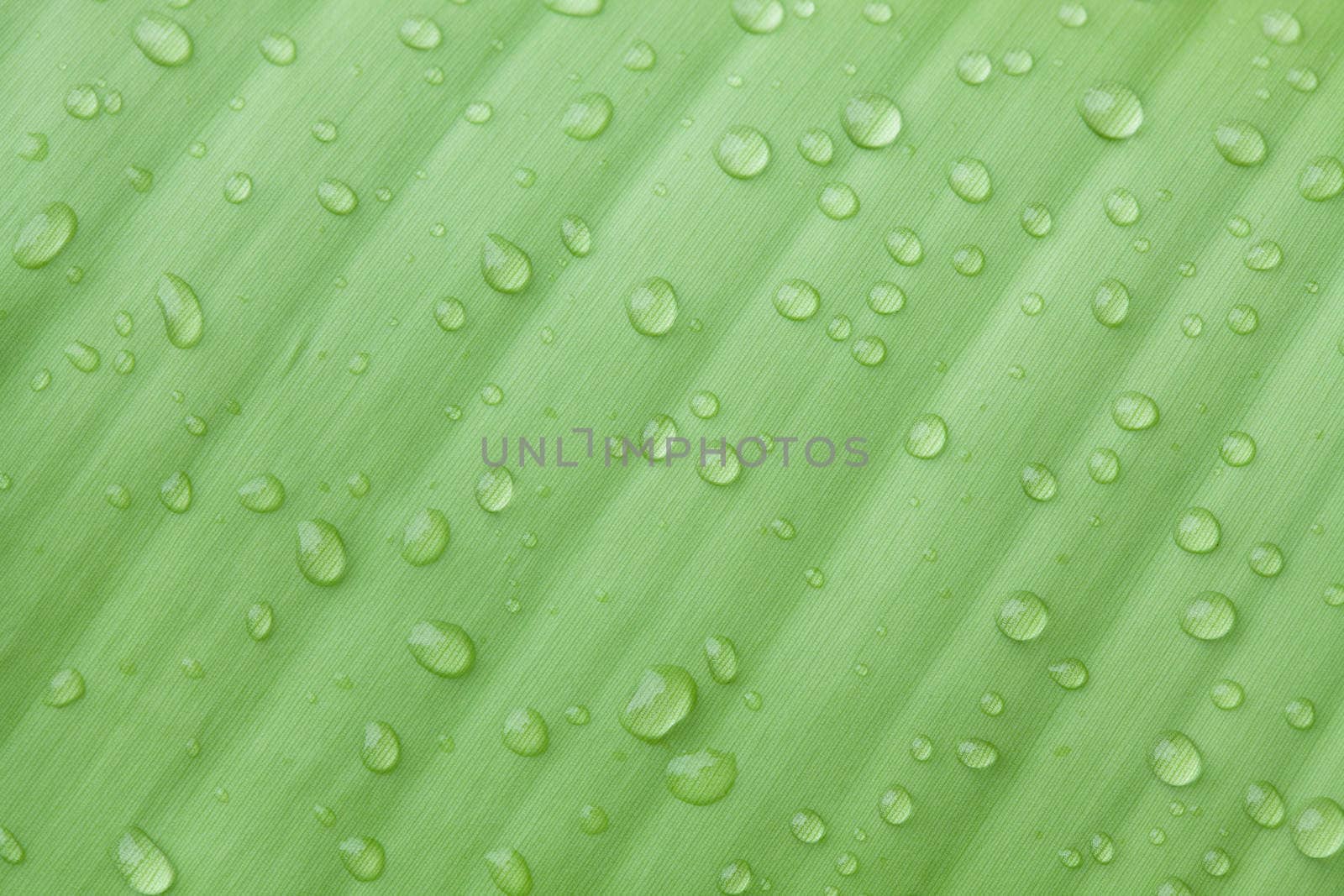 Droplets water on beautiful banana leaf
