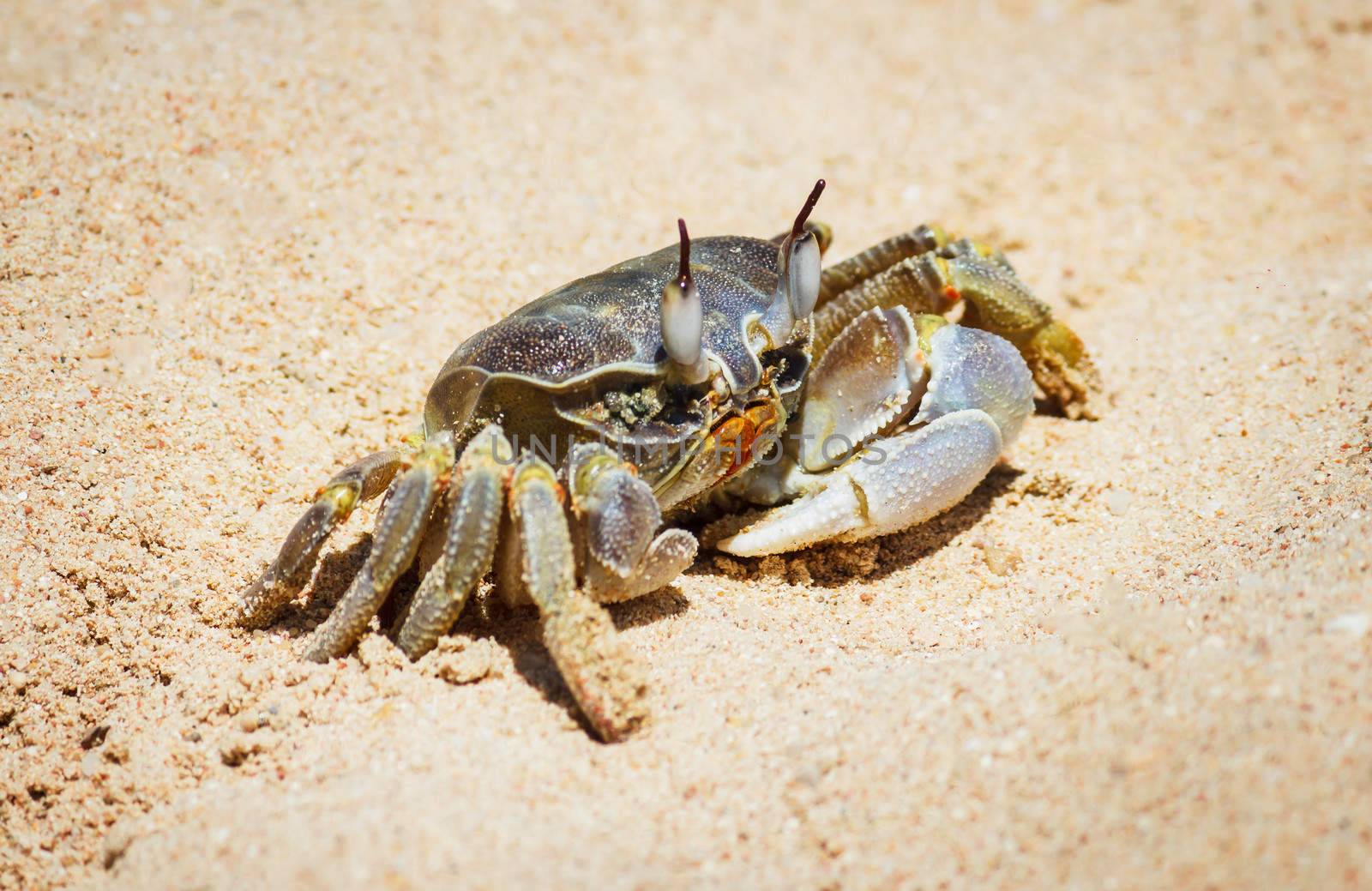 marine crab  on background of sand by oleg_zhukov