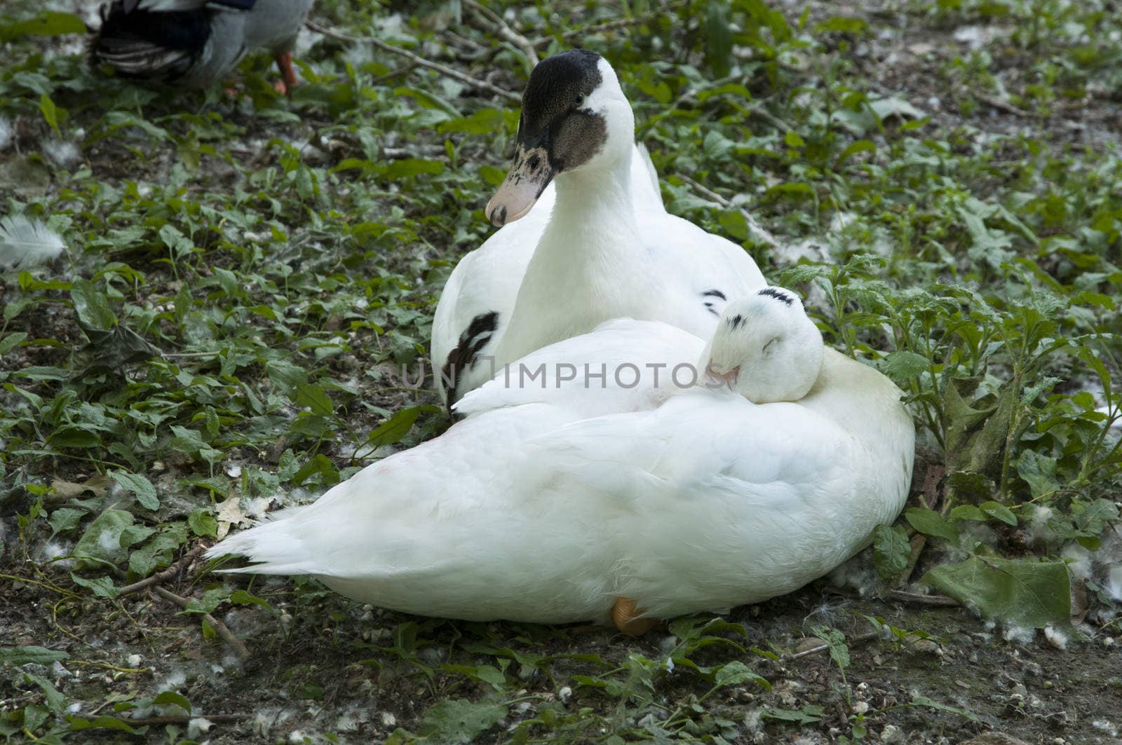 white ducks by arnau2098