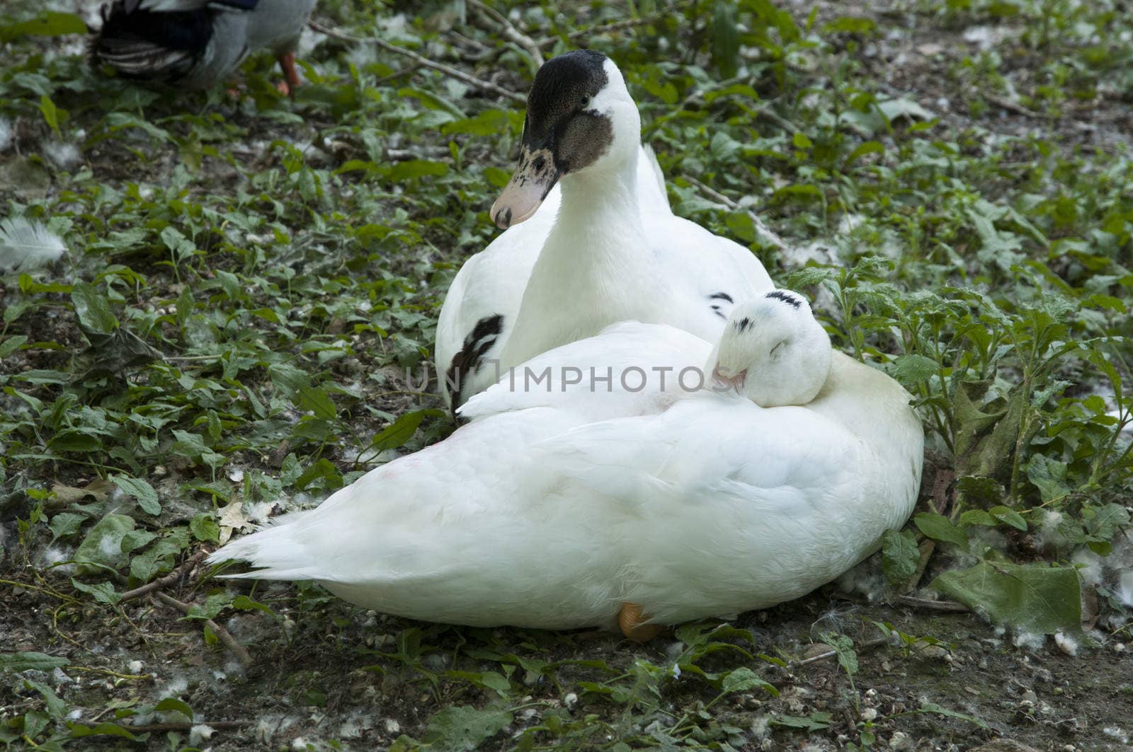 white ducks sleeping in the shade