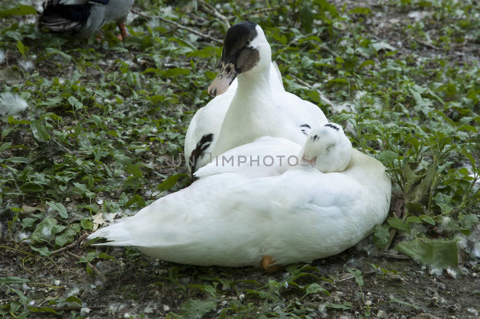 white ducks sleeping in the shade