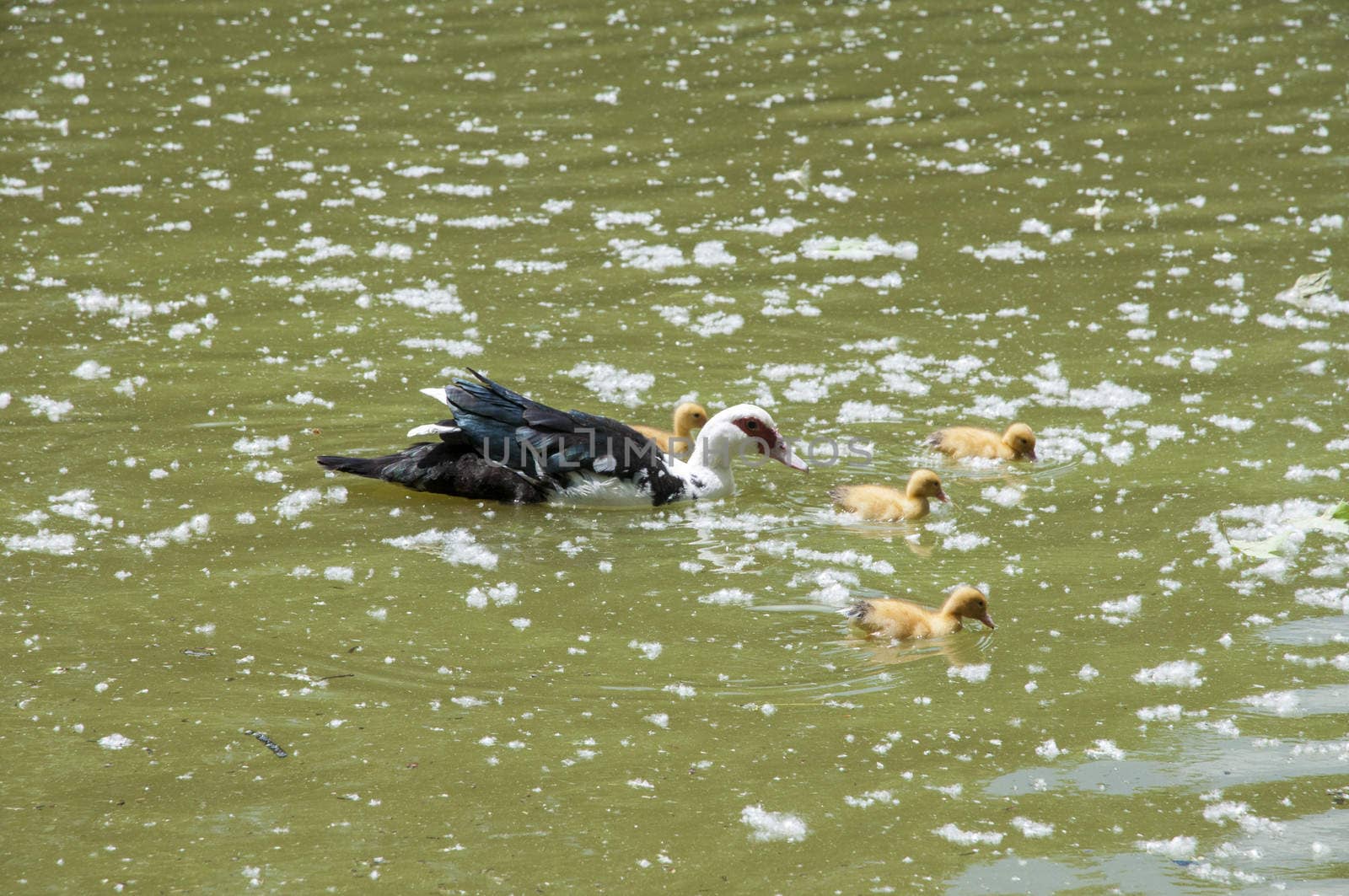 ducklings with their mom swimming through the water