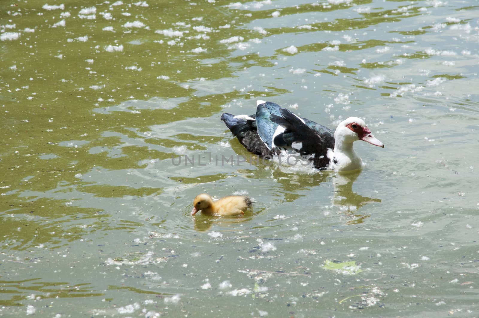 ducklings with their mom swimming through the water