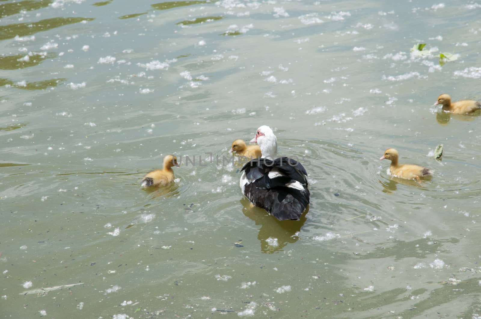 ducklings with their mom swimming through the water