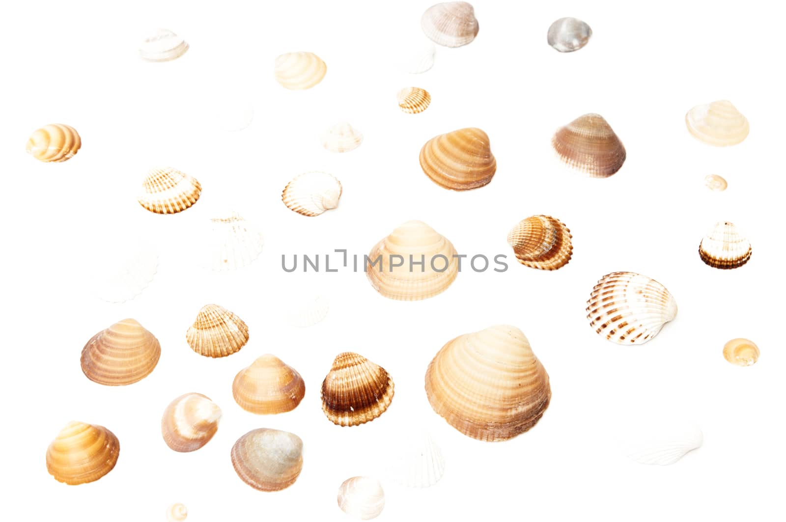 seashells on a white background