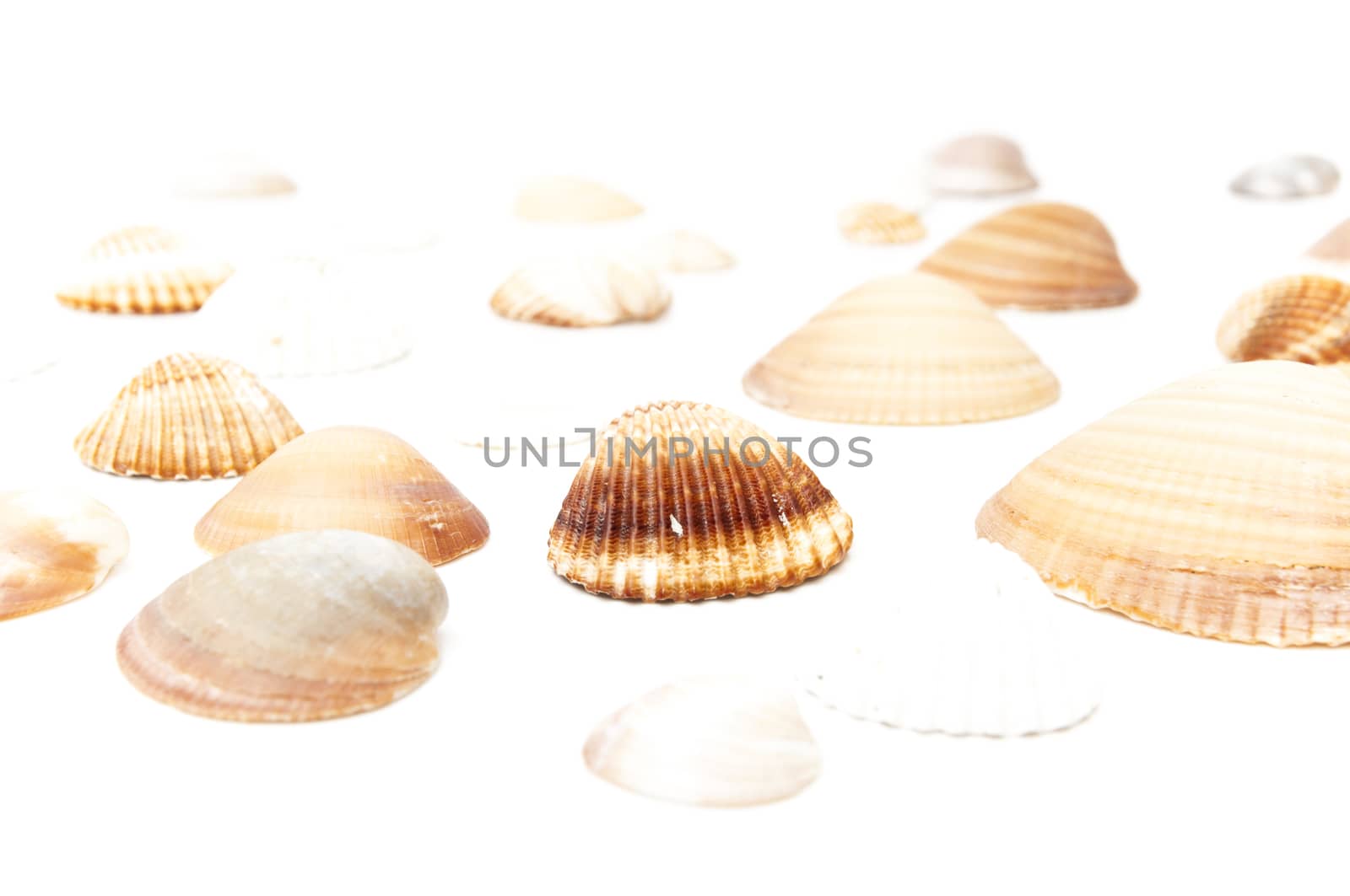 seashells on a white background