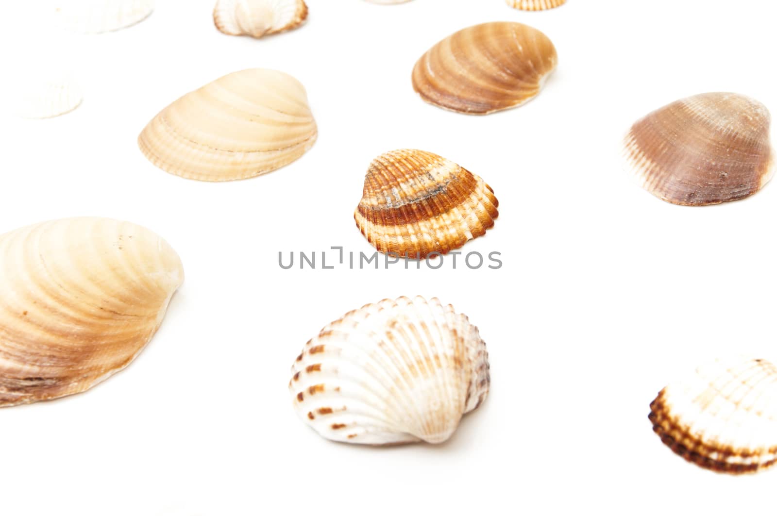 seashells on a white background