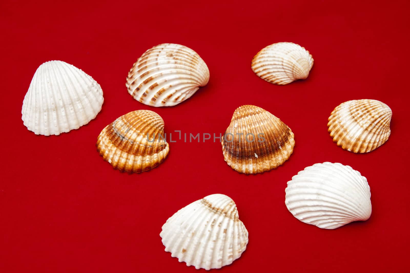 seashells on a red background