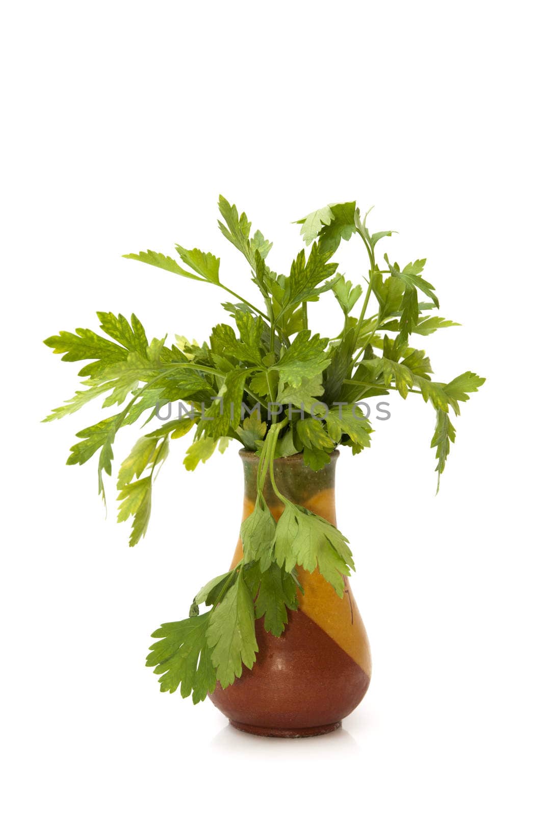 pot of parsley on a white background