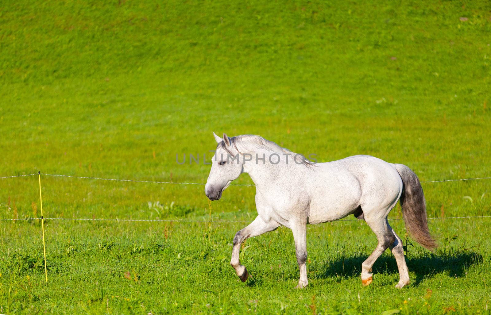 Gray Arab horse gallops on a green meadow