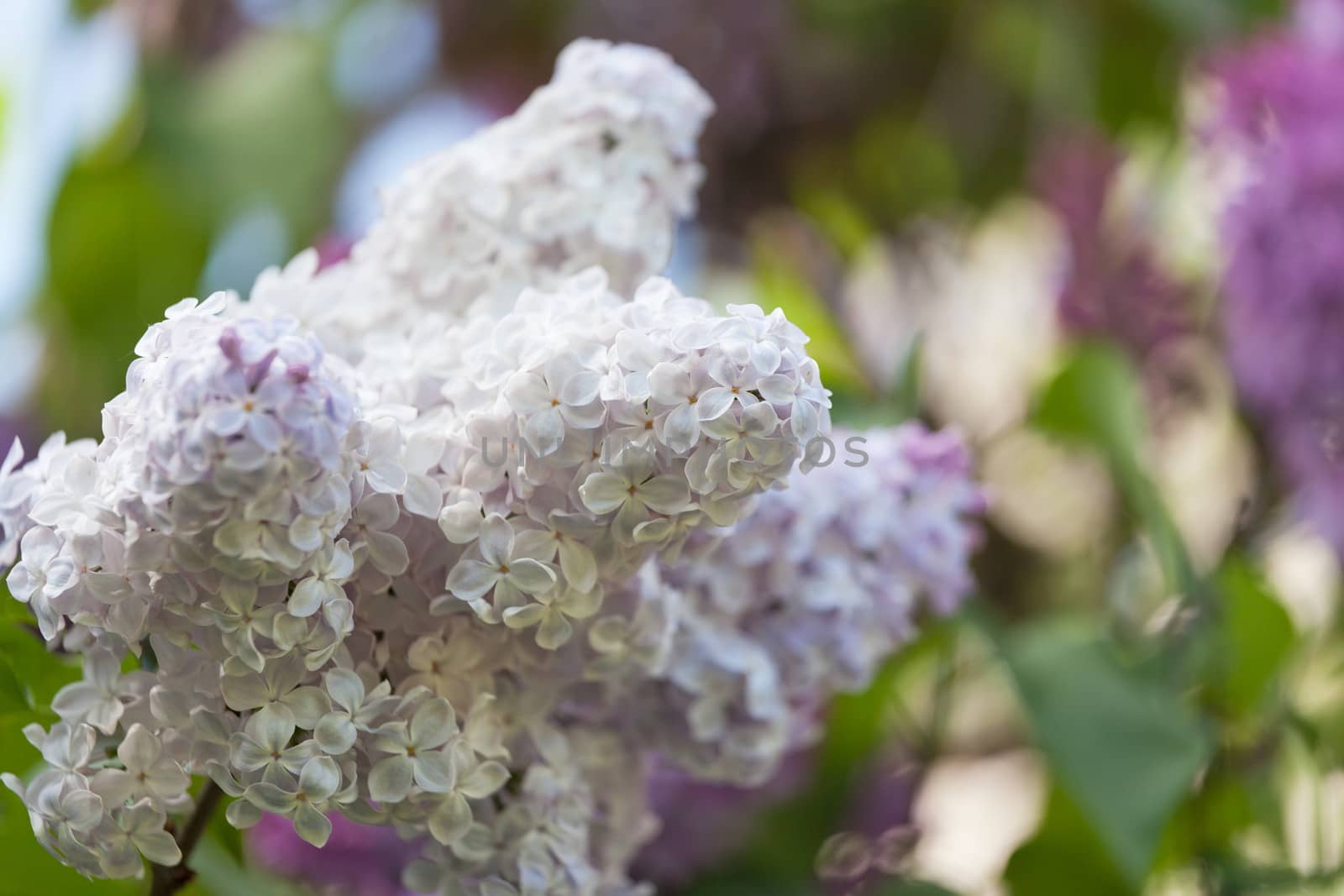 Branch of a pink lilac waves on a wind