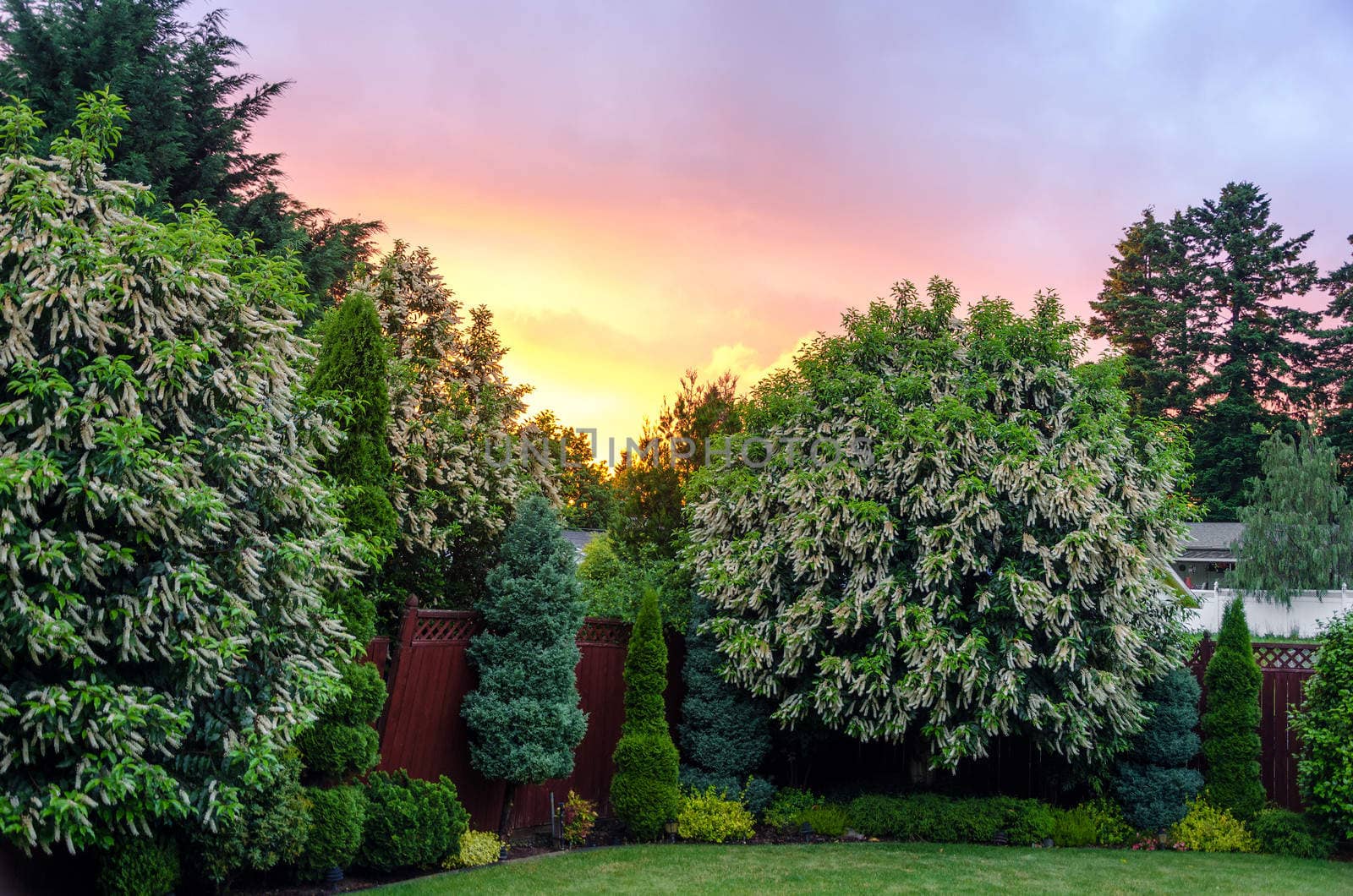 Beautiful sunset in a nice suburban backyard near Portland, Oregon