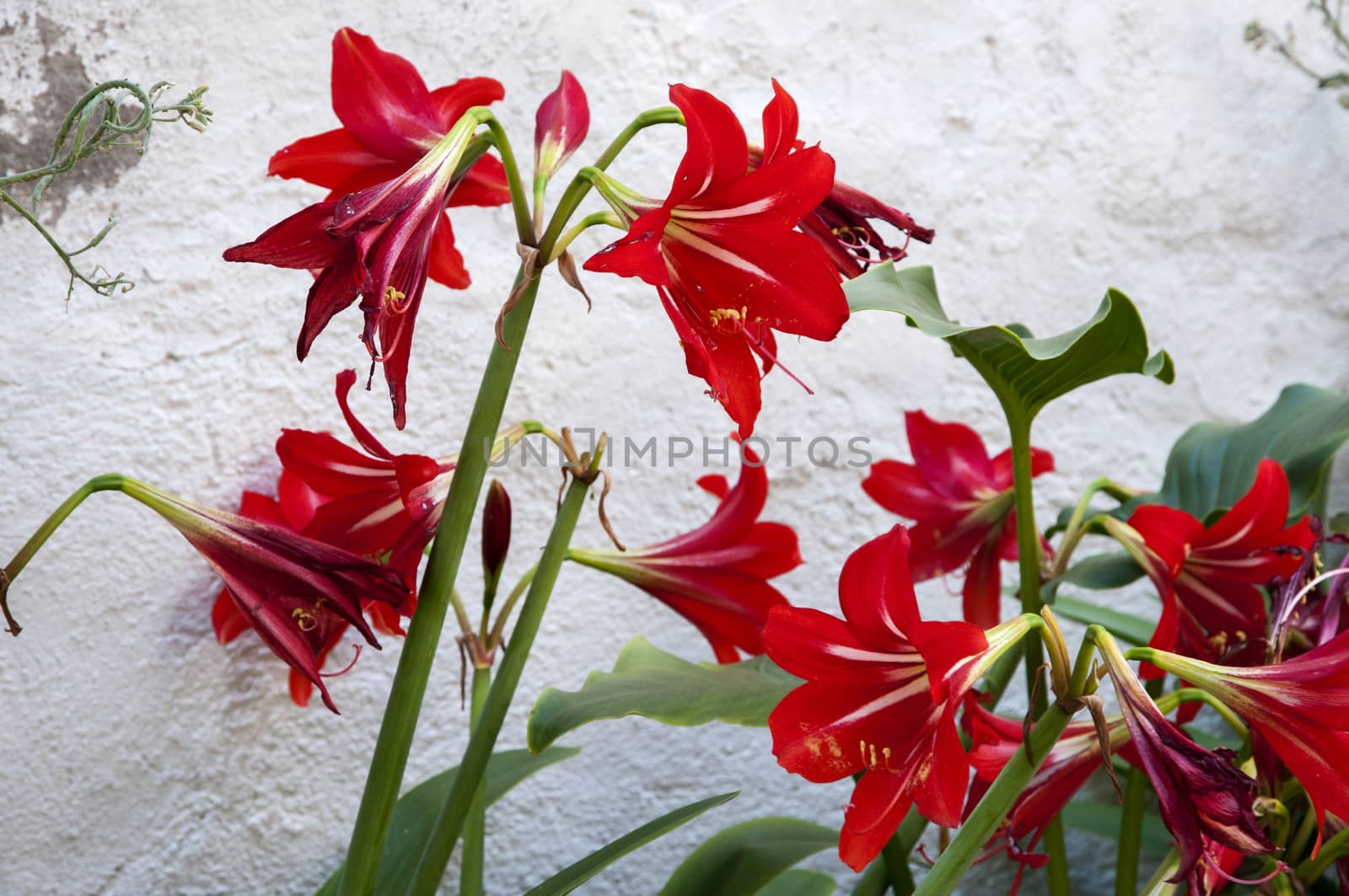 red flowers next to a wall of a building