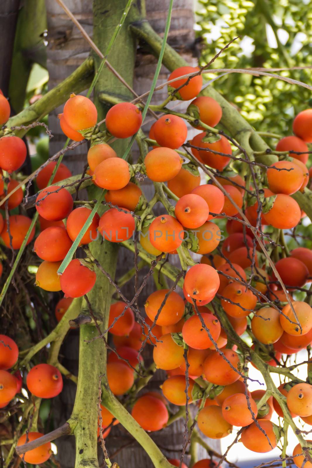 Are-ca Nut Palm tropical tree with green fruits in the nature