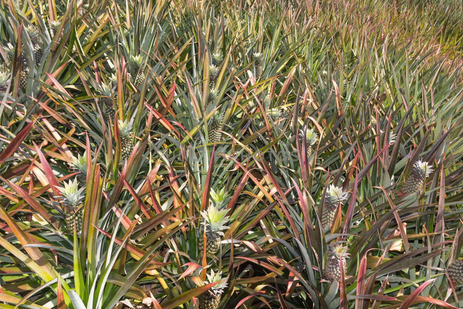 Closeup Green Pineapple plantation in summer day