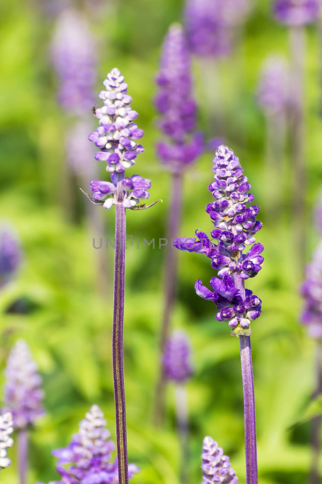 Blue Salvia is plant in the mint family.