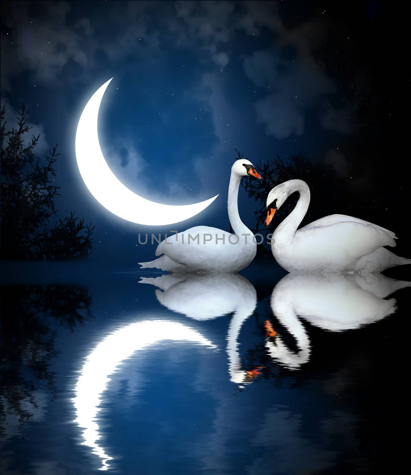 Two white swans on black background