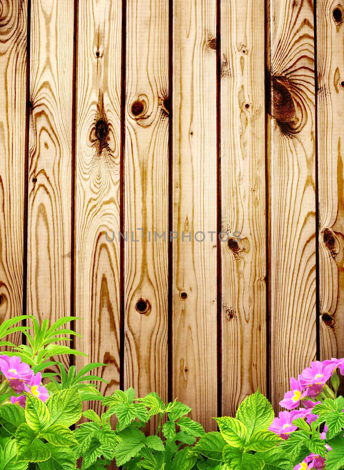 Summer background with old wooden fence, flower and green leaves