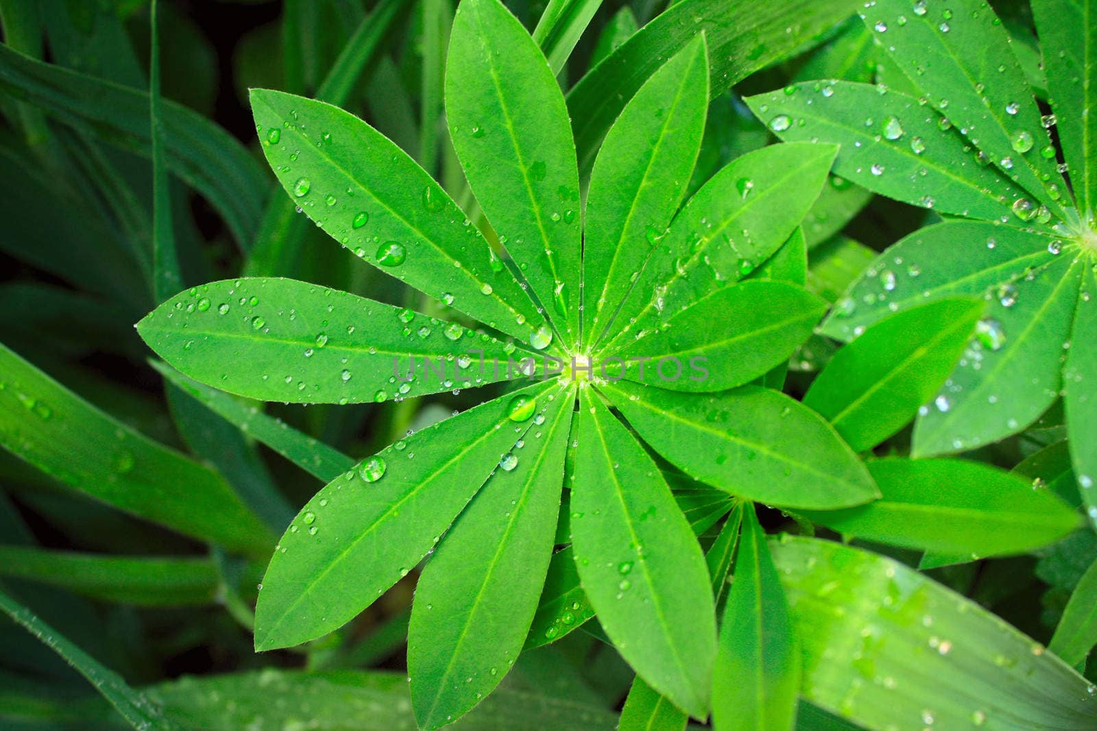 Rain drops on a green leaves of lupine