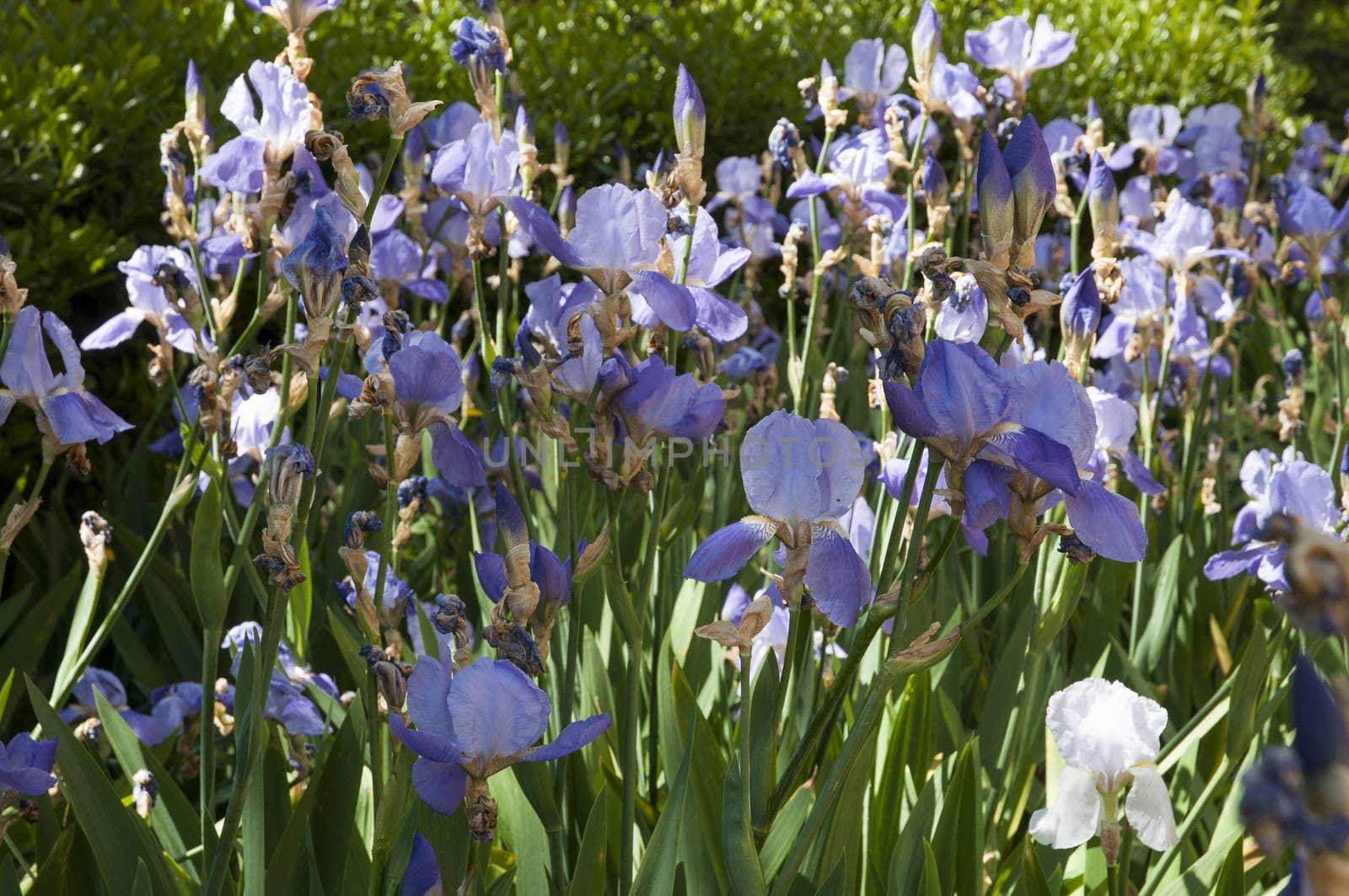 lilac flowers of the garden